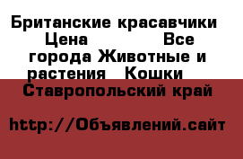 Британские красавчики › Цена ­ 35 000 - Все города Животные и растения » Кошки   . Ставропольский край